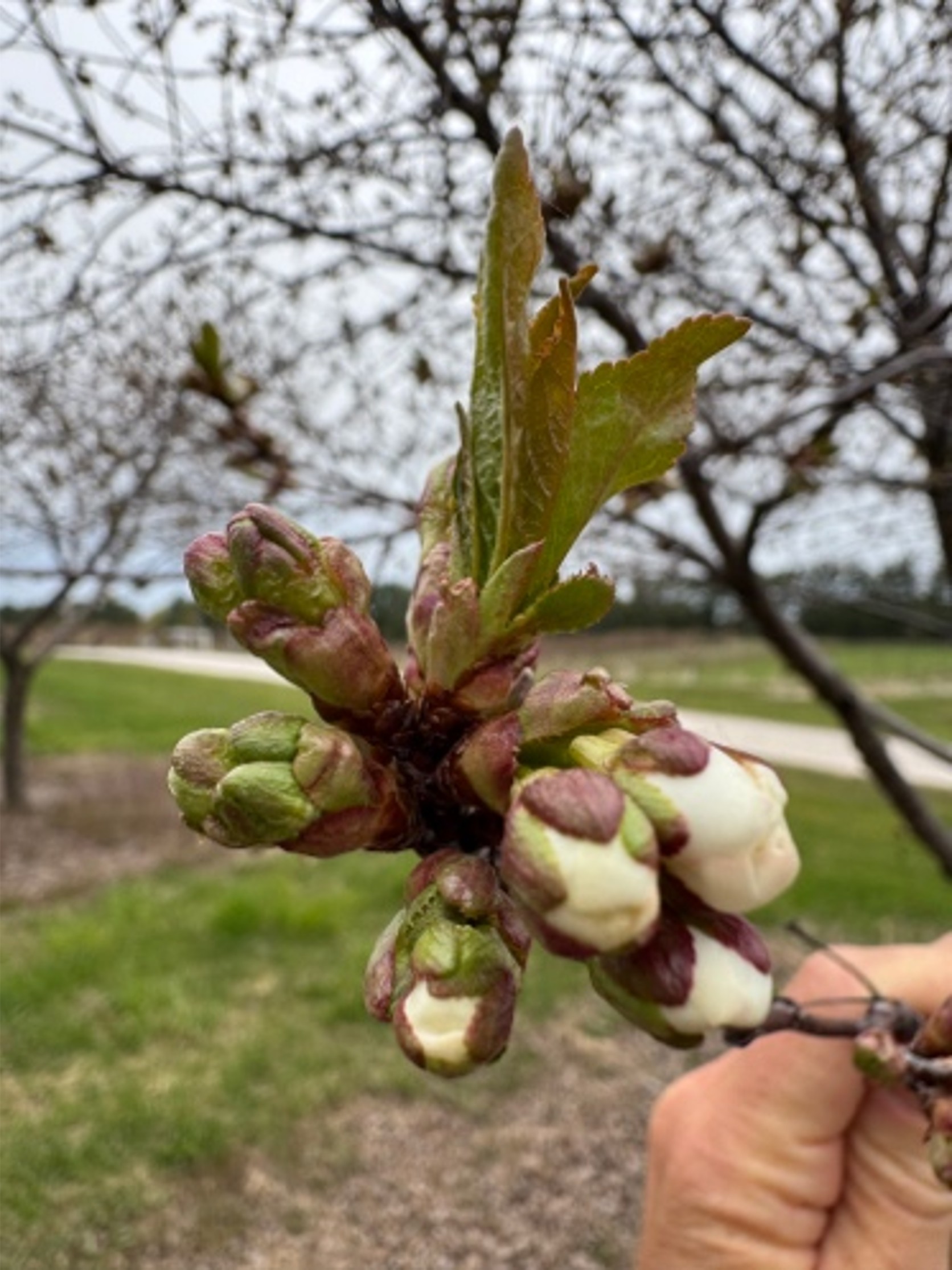 A cherry bud held in someone's hand